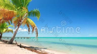 完美的加勒比海蓝海和棕榈树